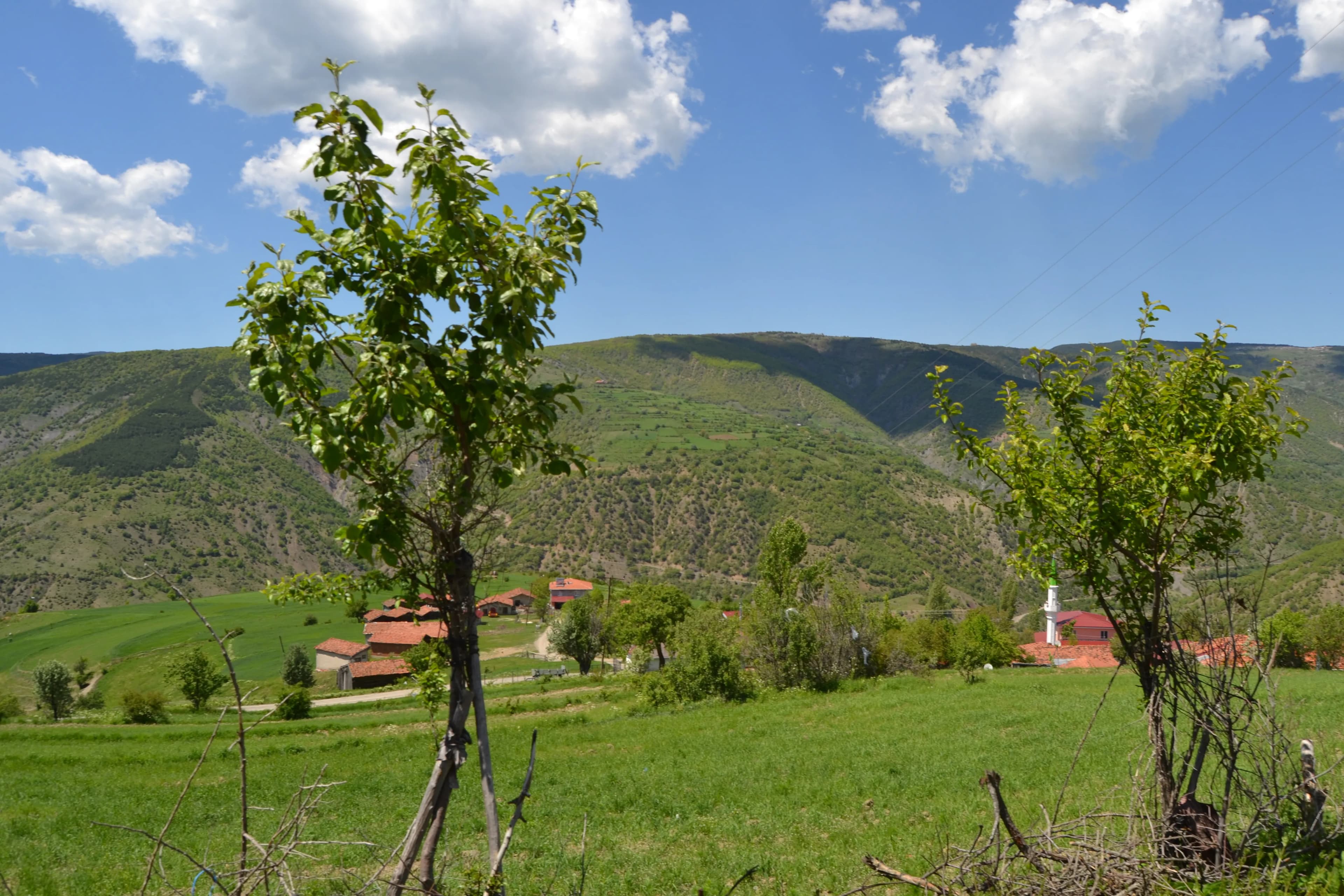 Araç