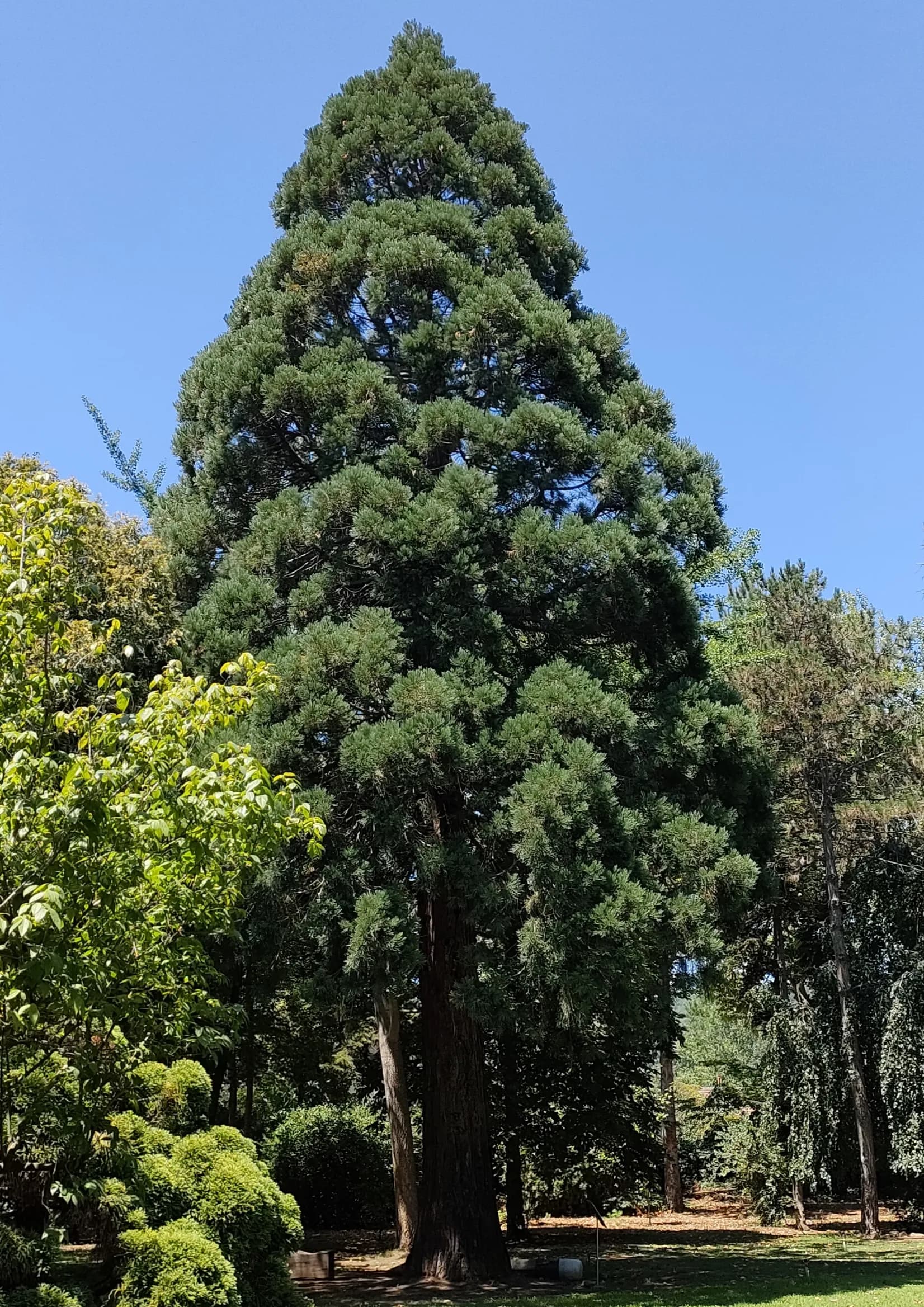 Karaca Arboretumu