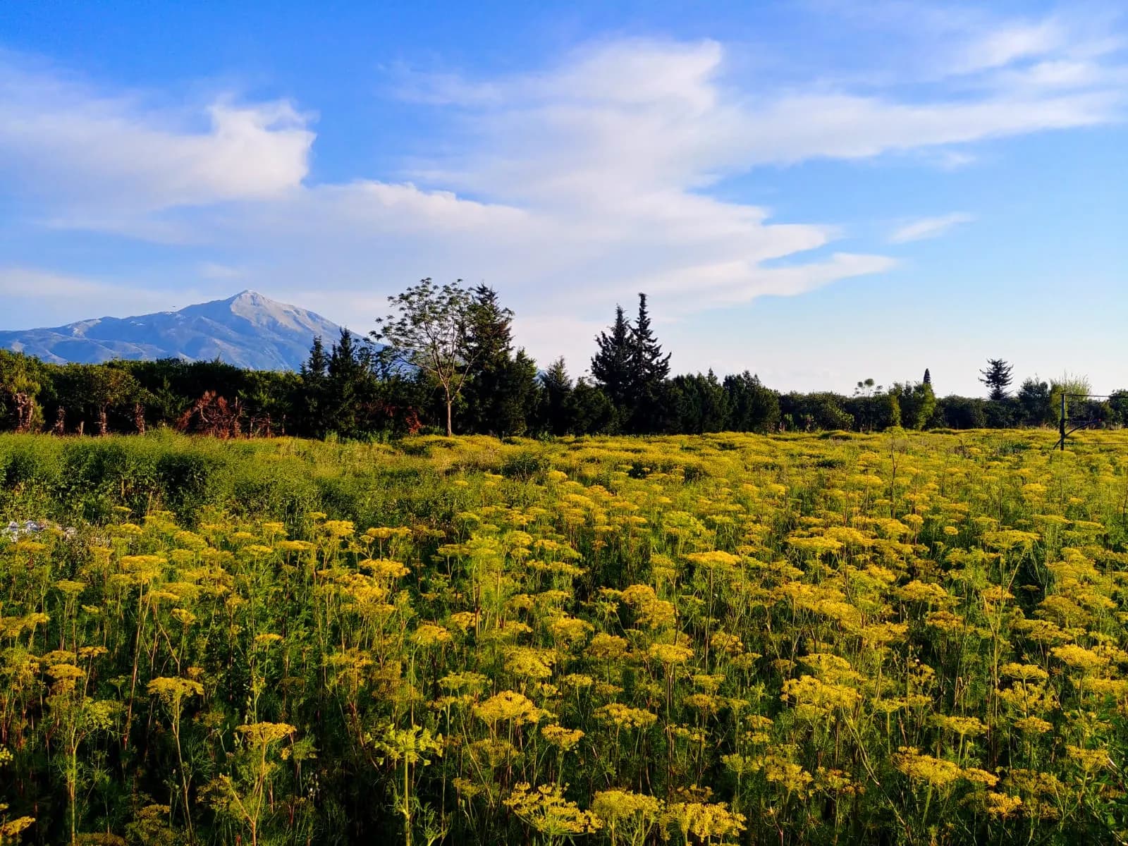 Kel Dağı (Kasyus Dağı)