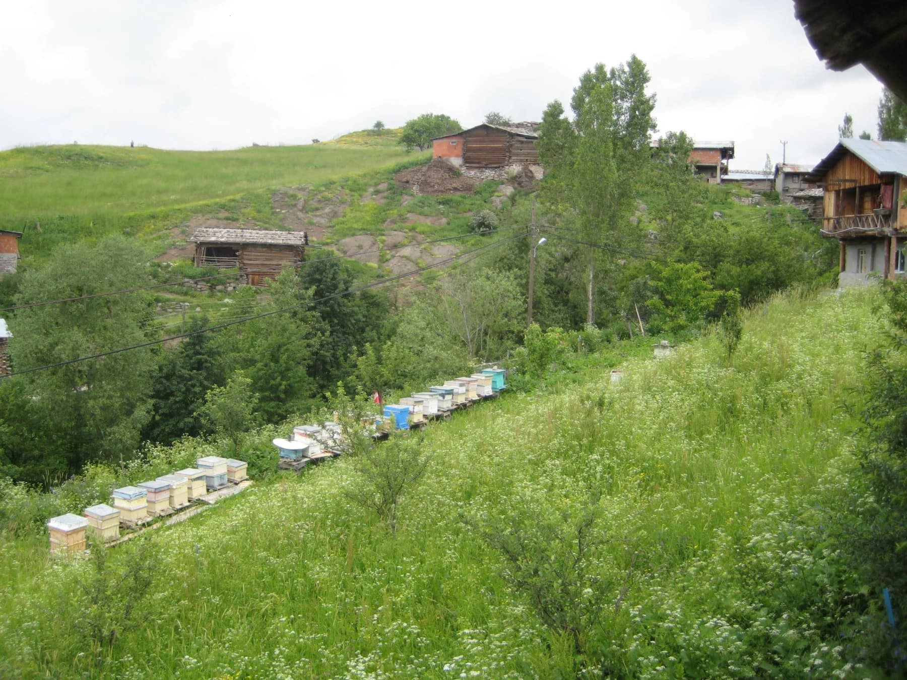 Pınarlı Köyü (Shlobani)