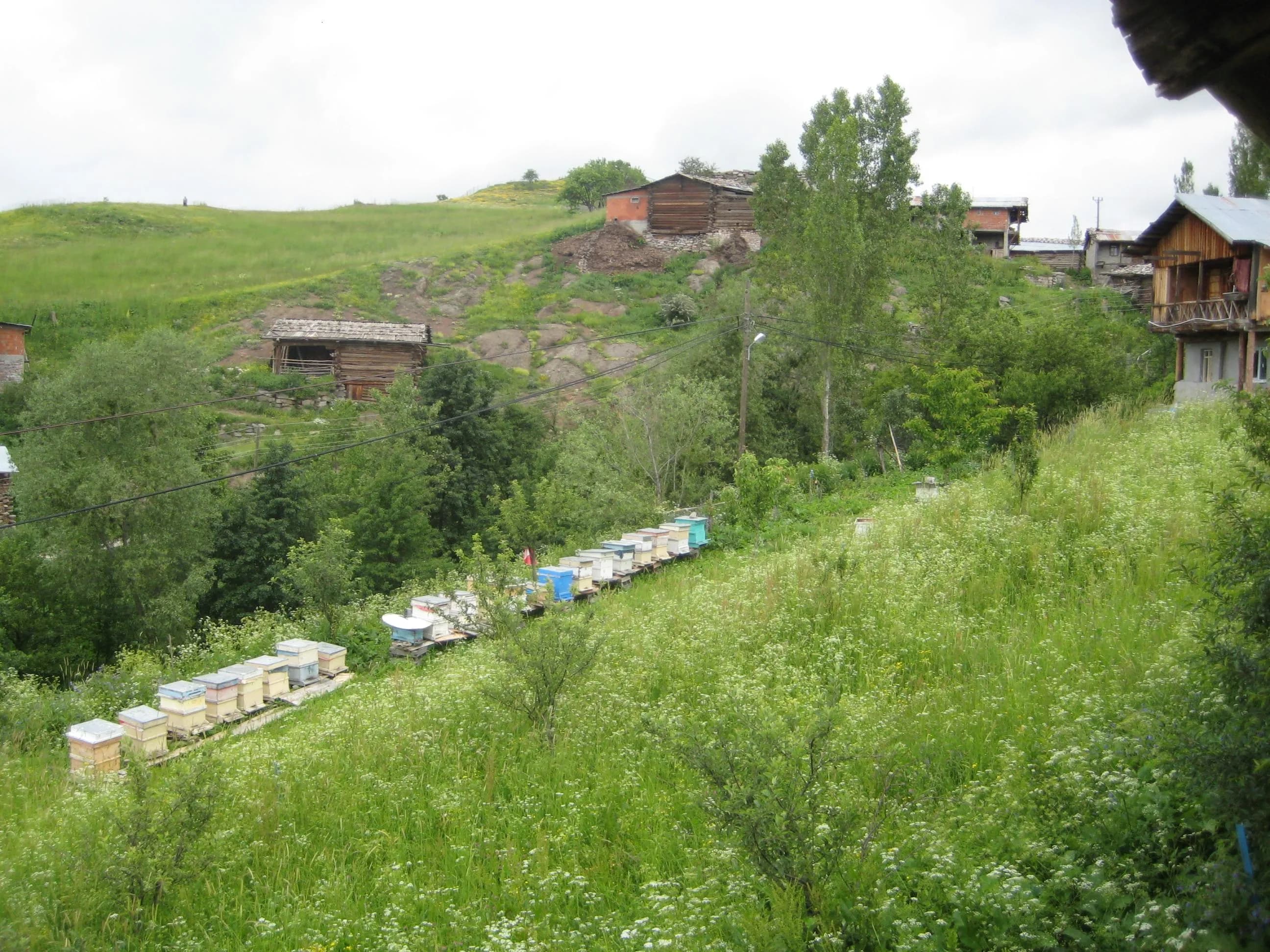Pınarlı Köyü (Shlobani)