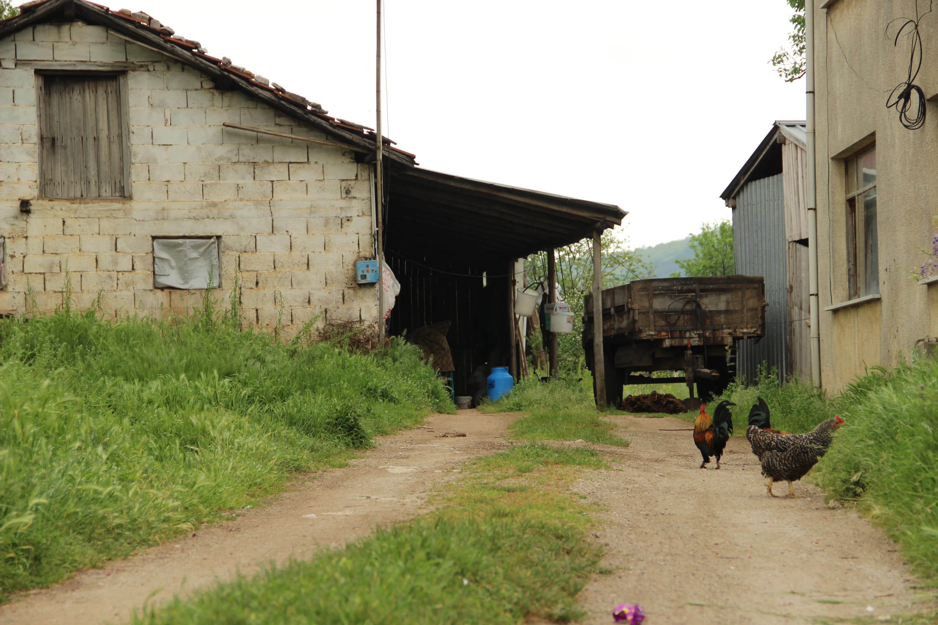 Polonezköy (Adampol)