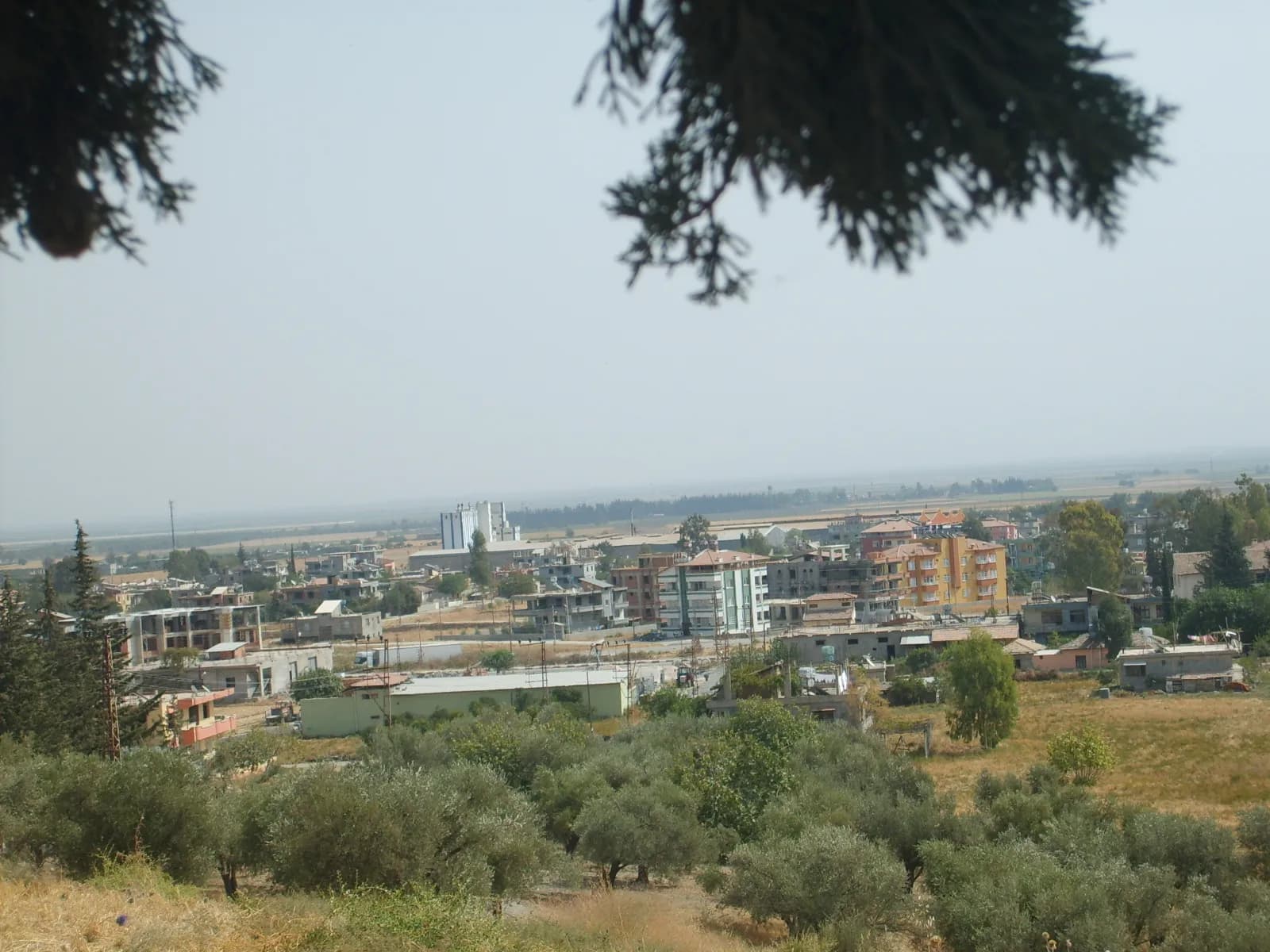 Serinyol (Bedirge)