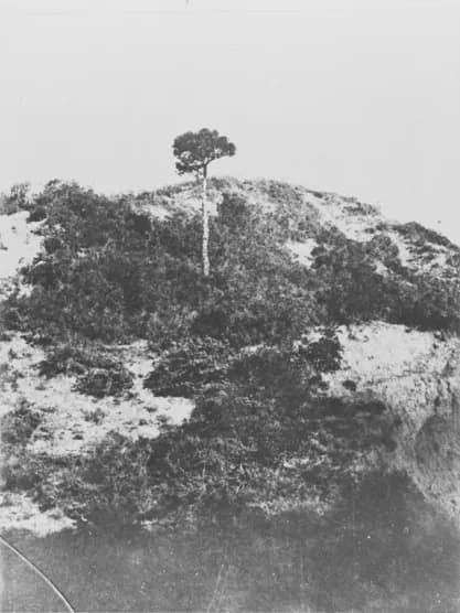 Yalnız Çam