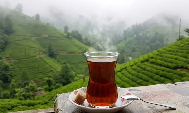 08 - ARTVİN / YAYLA ÇAYI