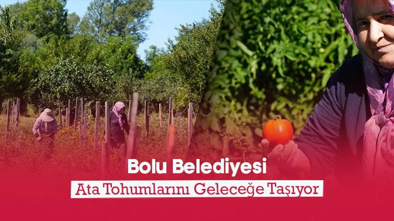 Bolu Belediyesi Ata Tohumu Üretiminde Hasada Başladı