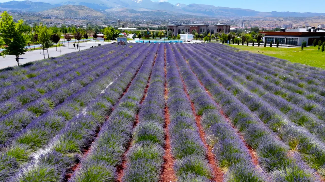 Kayseri Millet Bahçesi Lavanta Bahçesi Ziyaretçi Ağırlıyor